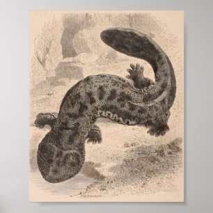 Póster WH Freeman - el gran Salamander japonés P/folio