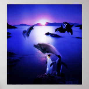Póster Whales dolphins penguins ocean sunset
