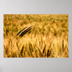 Póster Wheat field