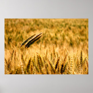 Póster Wheat field