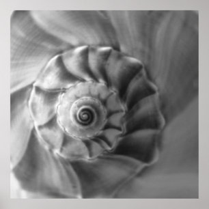 Póster Whelk