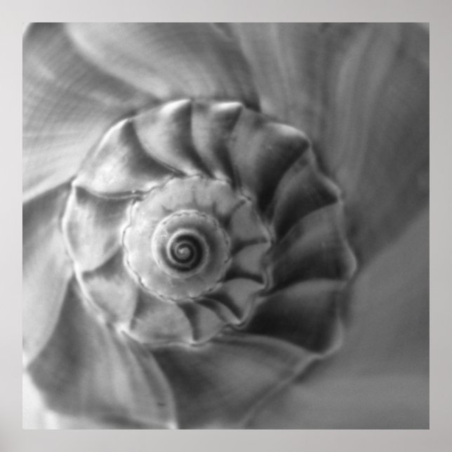Póster Whelk (Frente)