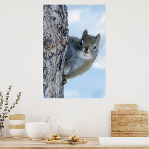 Póster Whimsical Gray Squirrel