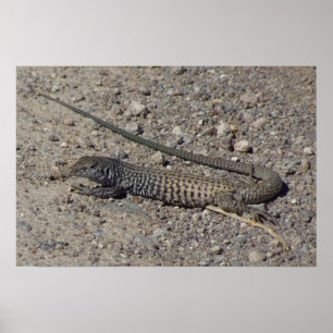 Póster Whiptail occidental