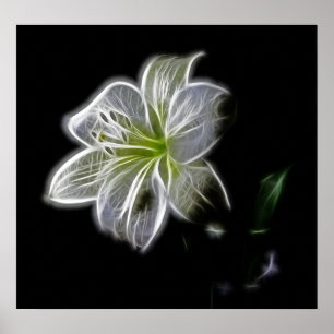 Póster white-82698 flor de lirio blanco naturaleza bellez