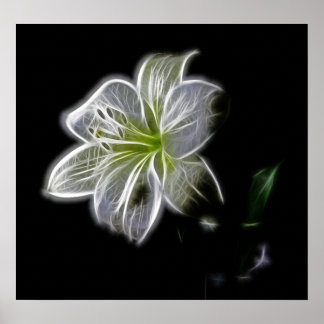 Póster white-82698 flor de lirio blanco naturaleza bellez