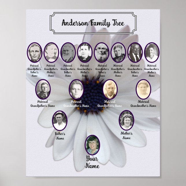 Póster White African Daisy Oval Ancestor Photos (Frente)