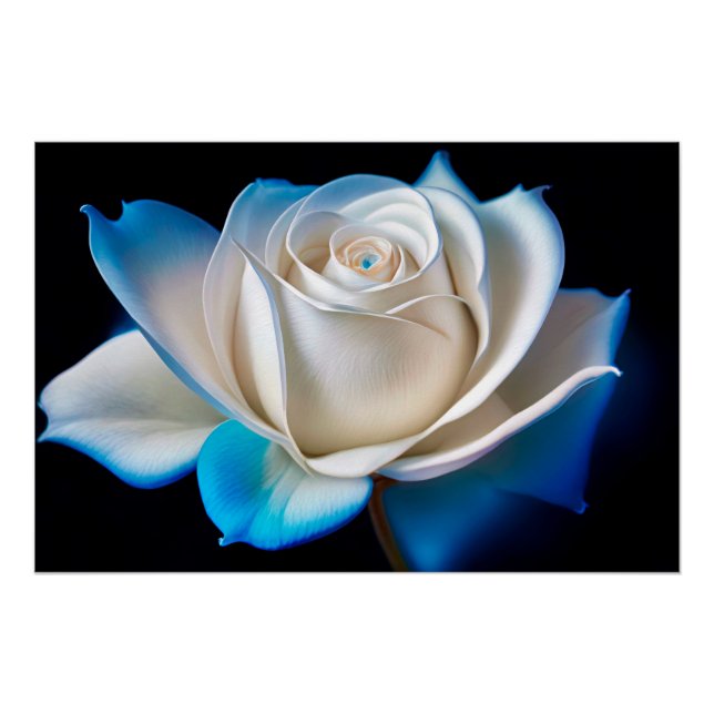 Póster White and Blue Rose (Anverso)