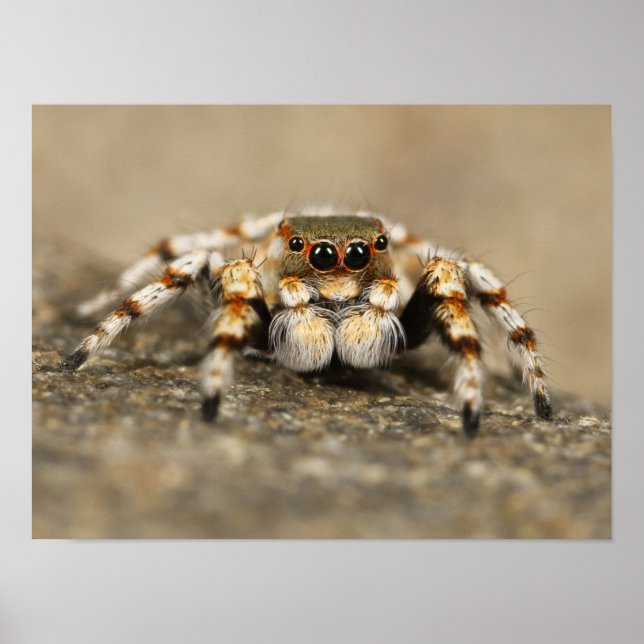 Póster White and Orange Jumping Spider (Frente)