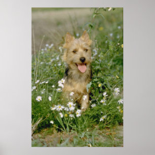Póster white Australian terrier flowers
