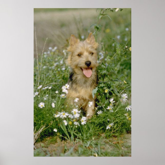 Póster white Australian terrier flowers (Frente)