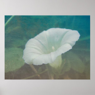 Póster White Bindweed - La salvaje gloria eterna de la ma