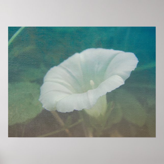 Póster White Bindweed - La salvaje gloria eterna de la ma (Frente)