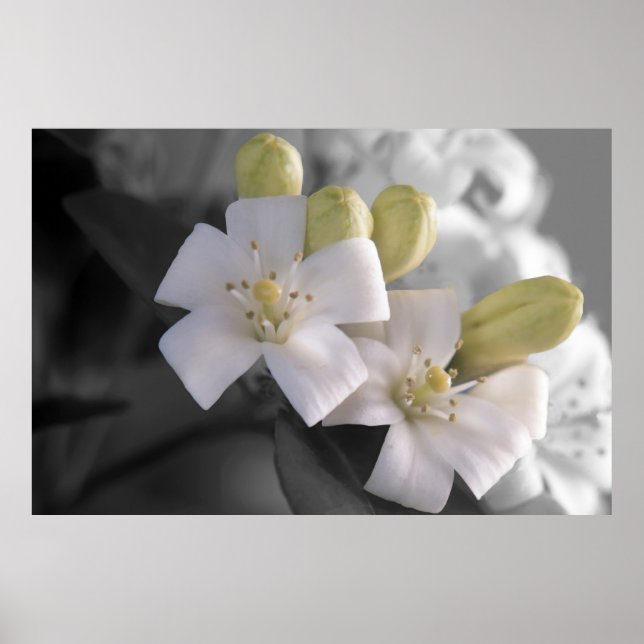 Póster White Blossom (Frente)