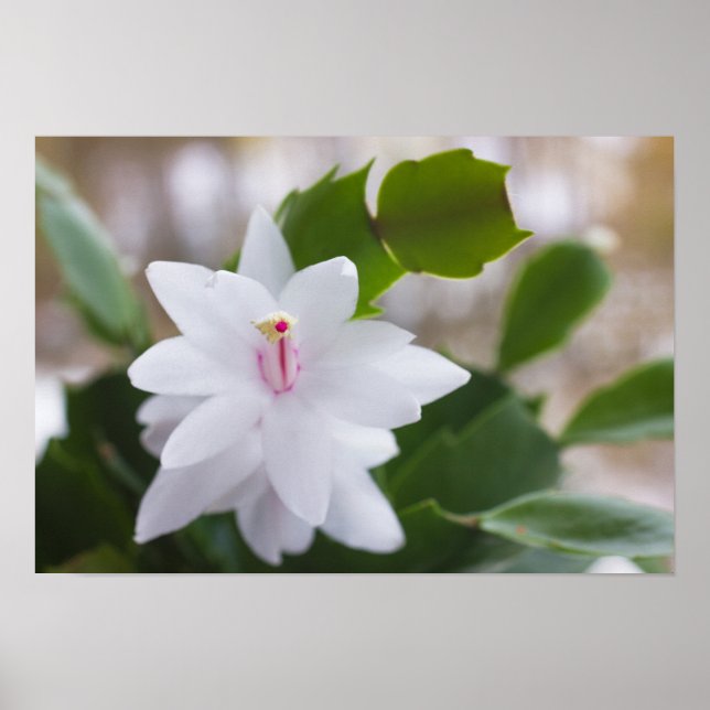 Póster White Christmas cactus Schlumbergera CC0039 Flower (Frente)