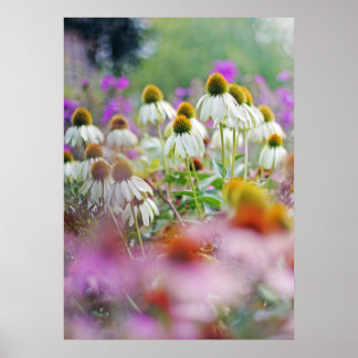 Póster White Coneflowers Echinacea White Swan Poster