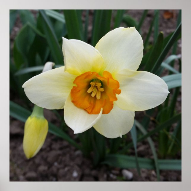 Póster white daffodil shining (Frente)