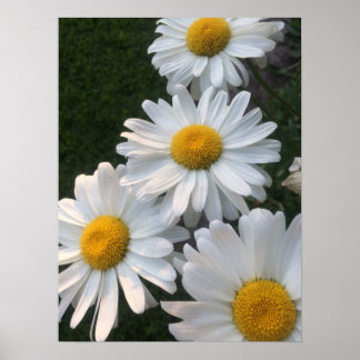 Póster White Daisies