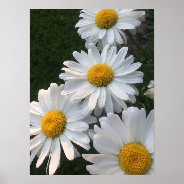 Póster White Daisies (Frente)