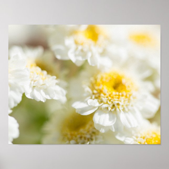 Póster White Daisy Flower Photo (Frente)
