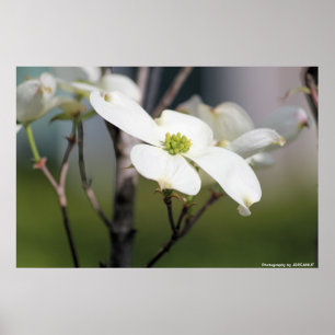 Póster White Dogwood