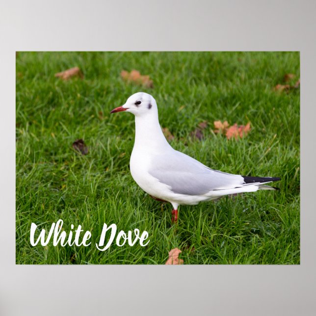 Póster White Dove para regalo de pájaro y amante de la pa (Frente)