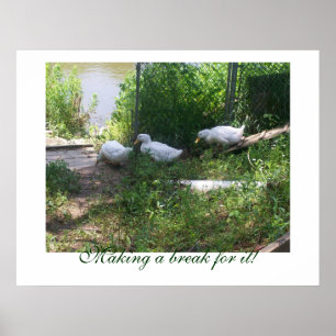 Póster White Ducks on a Ramp Poster