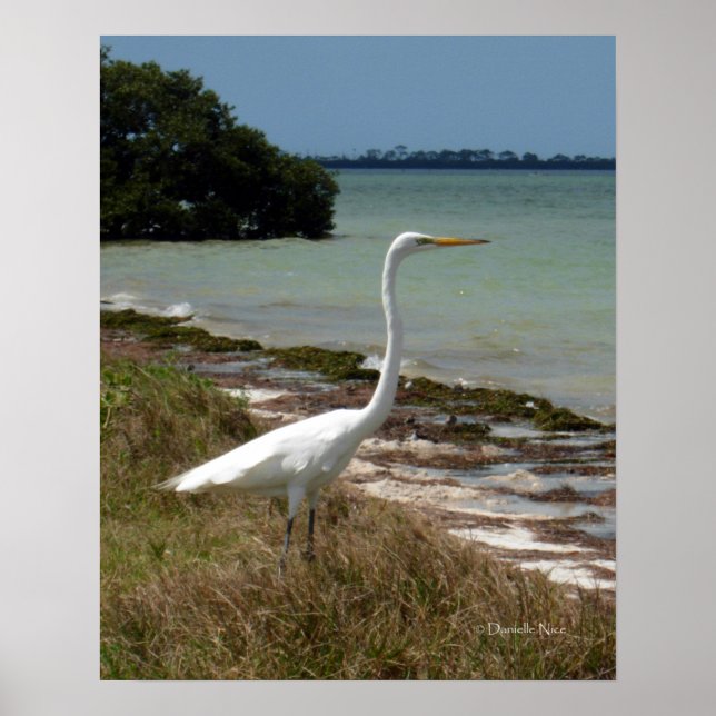 Póster White Egret 2 Poster (Frente)