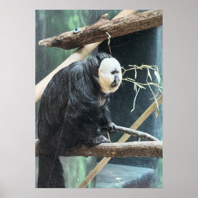 Póster White-faced Saki Monkey Poster (Frente)