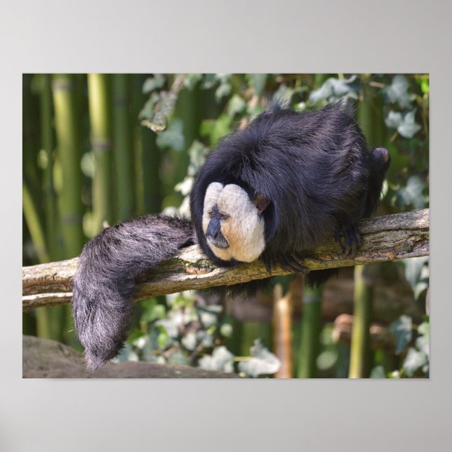 Póster White-faced saki on branch postcard metal ornament (Frente)