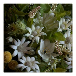Póster White Flannel Flower, Arabicum & Phylica Botanical