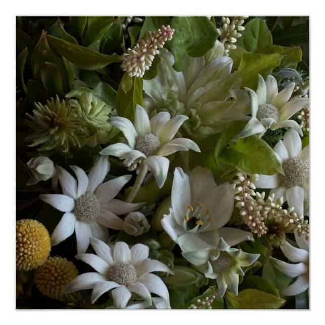 Póster White Flannel Flower, Arabicum & Phylica Botanical (Anverso)