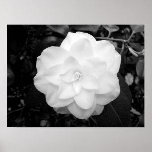 Póster White Flower. (Black and White)