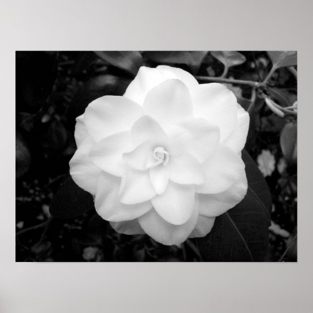 Póster White Flower. (Black and White) (Frente)