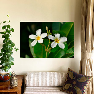 Póster White Frangipani Canvas Print