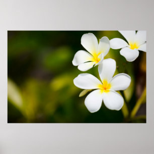 Póster White frangipani tropical flowers