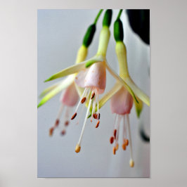 Póster White Fuchsia Hawkshead Summer Flower