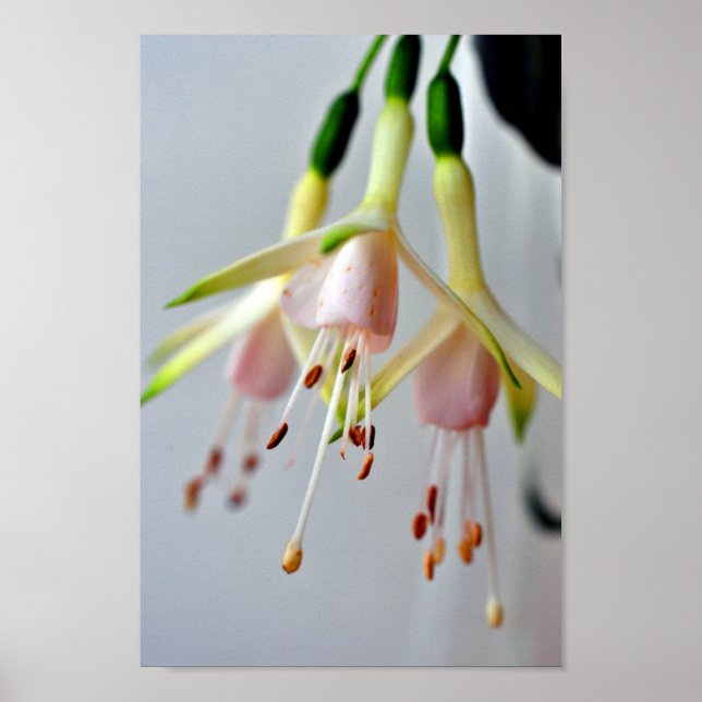 Póster White Fuchsia Hawkshead Summer Flower (Frente)
