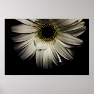 Póster White Gerber Daisy