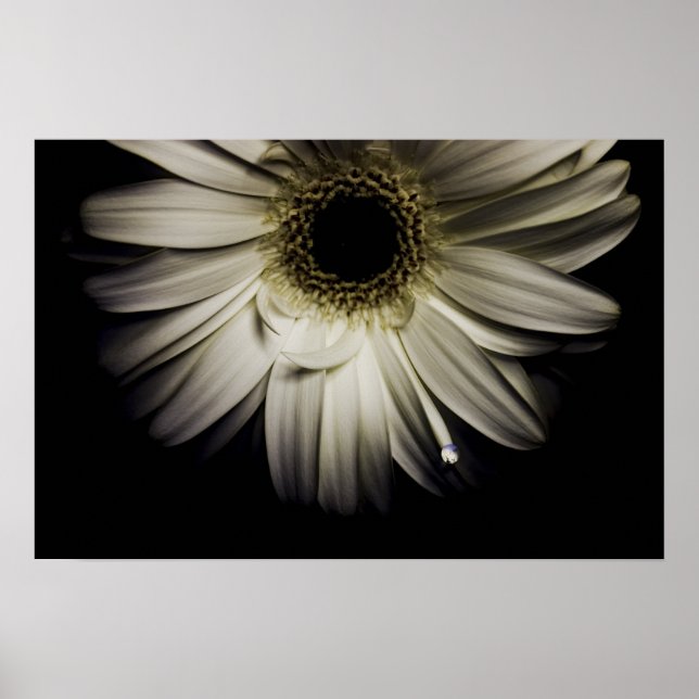 Póster White Gerber Daisy (Frente)