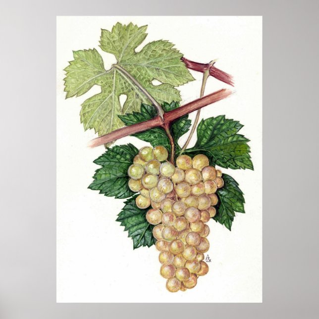 Póster White Grape --  Sue Abonyi (Frente)