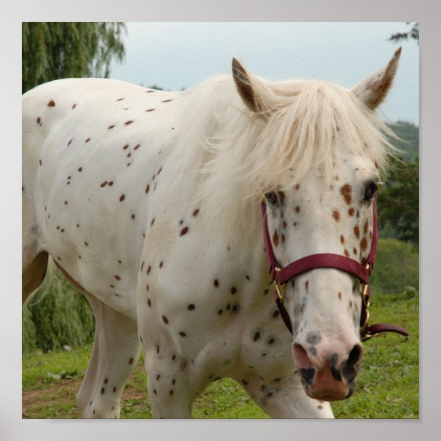 Póster White Horse of Love (Frente)