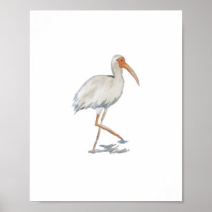 Póster White Ibis Florida Bird Nature Painting