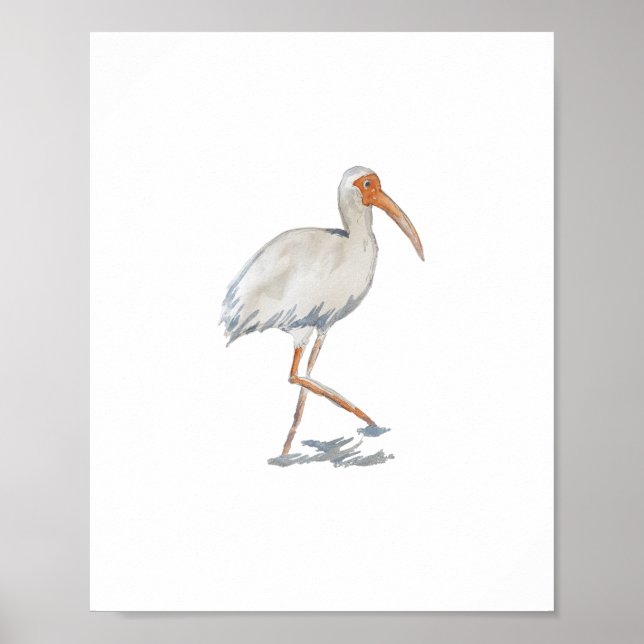 Póster White Ibis Florida Bird Nature Painting (Frente)
