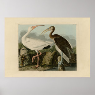 Póster White Ibis - John James Audubon's Birds of America