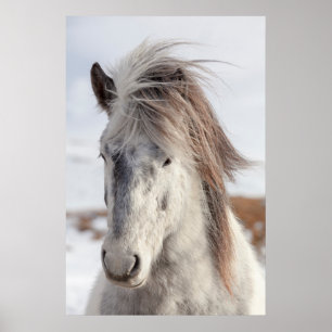 Póster White Icelandic Horse Headshot