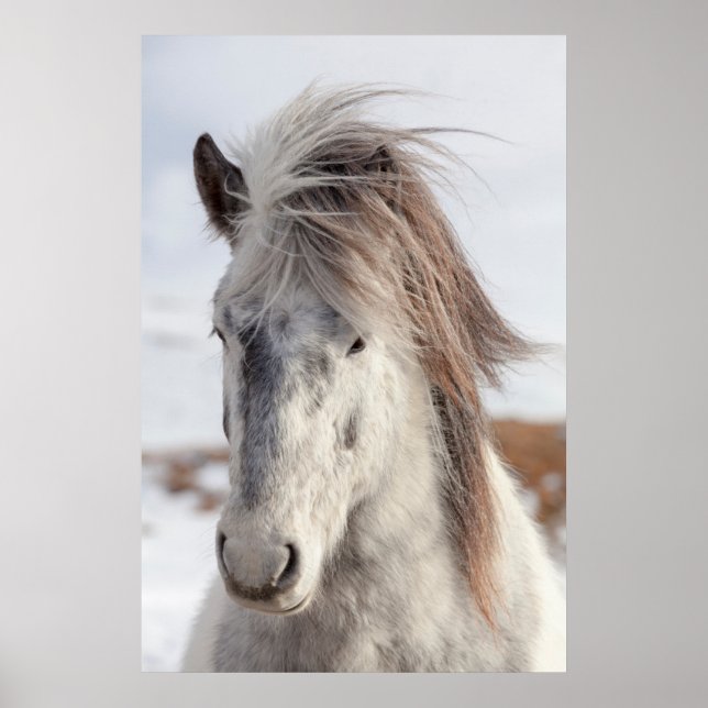 Póster White Icelandic Horse Headshot (Frente)