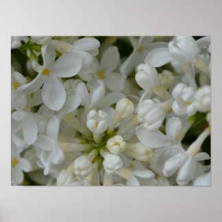 Póster White Lilac Flowers