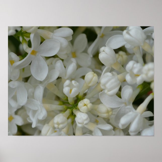 Póster White Lilac Flowers (Frente)
