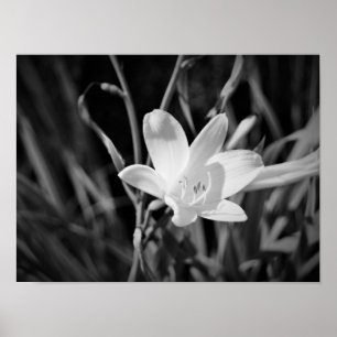 Póster White Lily